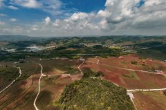 贵州金沙：机械化帮力高粱丰登又丰收