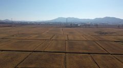 新华视点丨东北粮仓守护中国饭碗